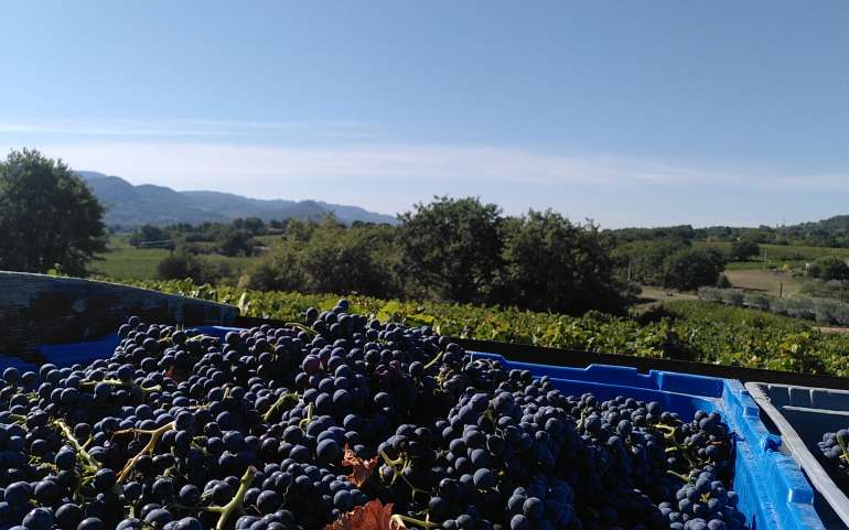 Les vendanges 2021 commencent !