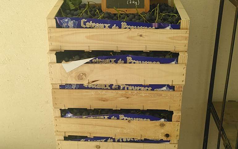 Les raisins de table sont là !